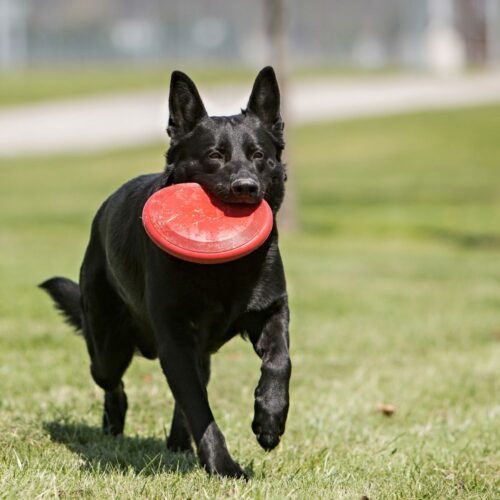 KONG Flyer Frisbee Rood