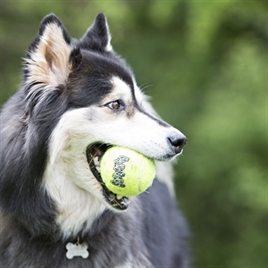 KONG tennisballen 2 stuks met piep large 8cm
