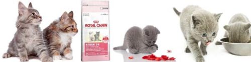 Royal Canin kitten