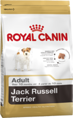 Jack Russel Terrier Adult-0