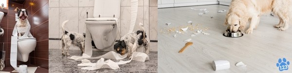 Toiletartikelen hond