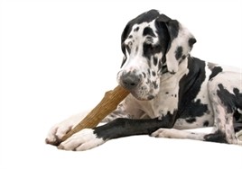 Petstages Durable Stick-15045