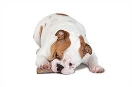 Petstages Durable Stick-15044