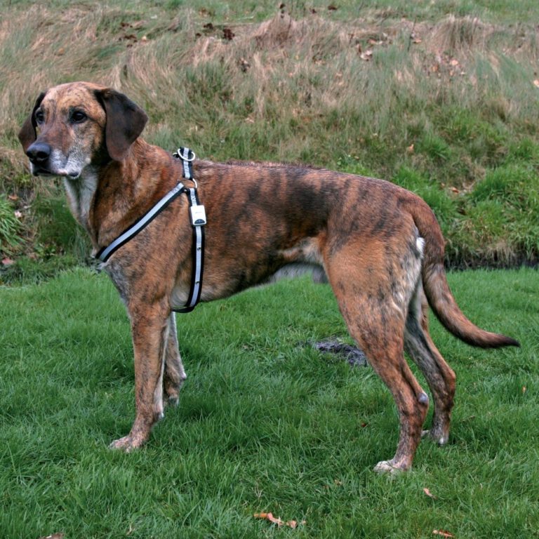 Hondentuig met Led verlichting ACTIE