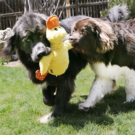 Kong hondenknuffel Jumbo eend Large