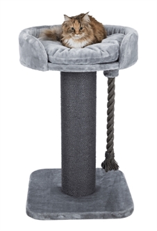 Krabpaal maine Coon Klara Grijs