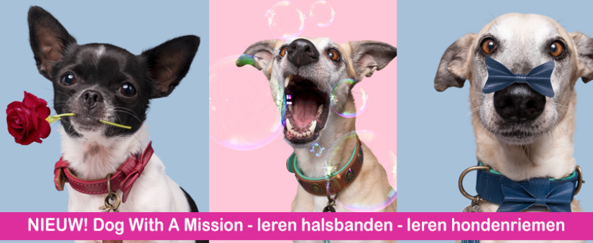 dwam dog with a mission