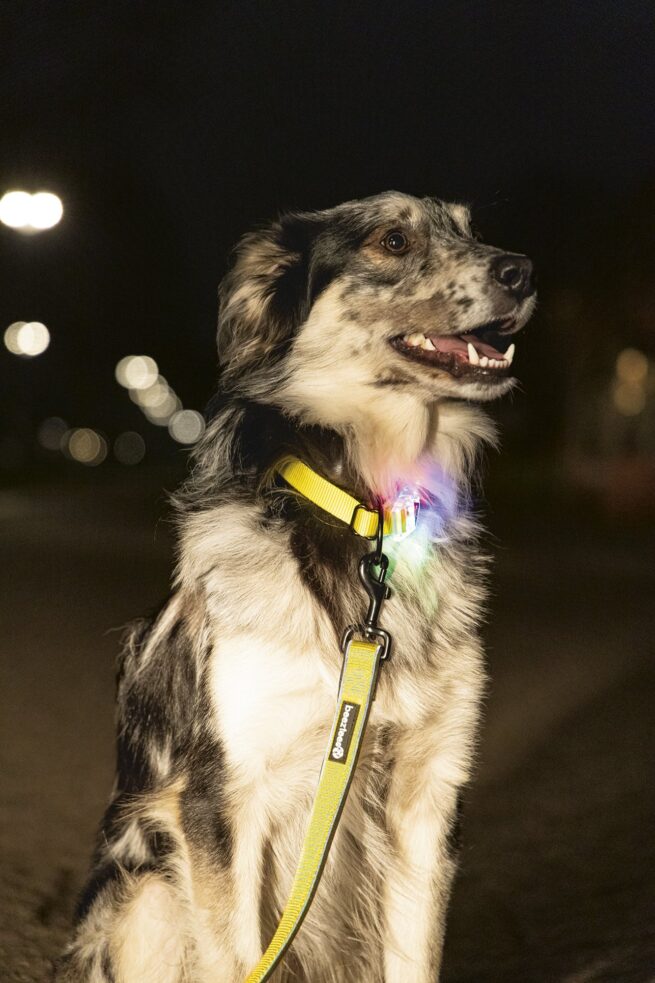 Safety Gear Hondenriem Parinca met LED verlichting - Afbeelding 4