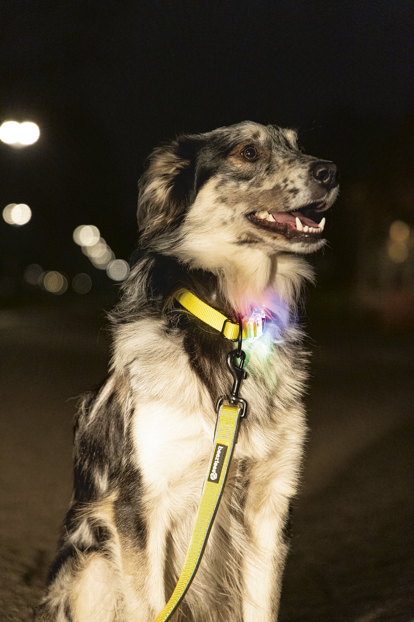 Dezelfde klein Conjugeren Safety Gear Hondenriem Parinca met LED verlichting -