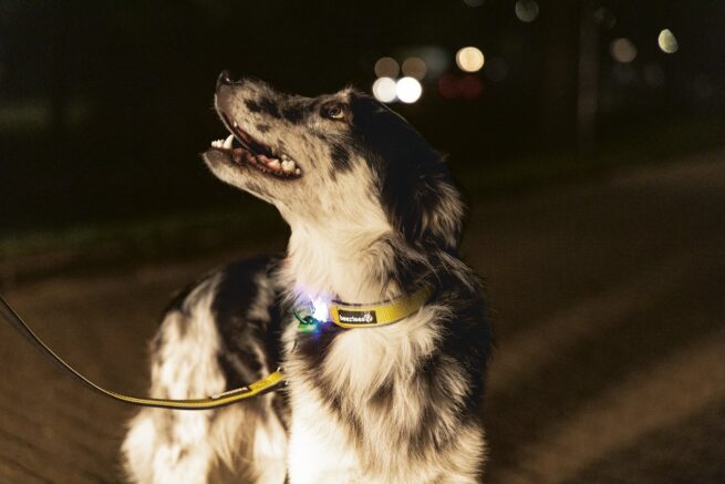 Safety Gear Halsband Parinca met LED verlichting - Afbeelding 4